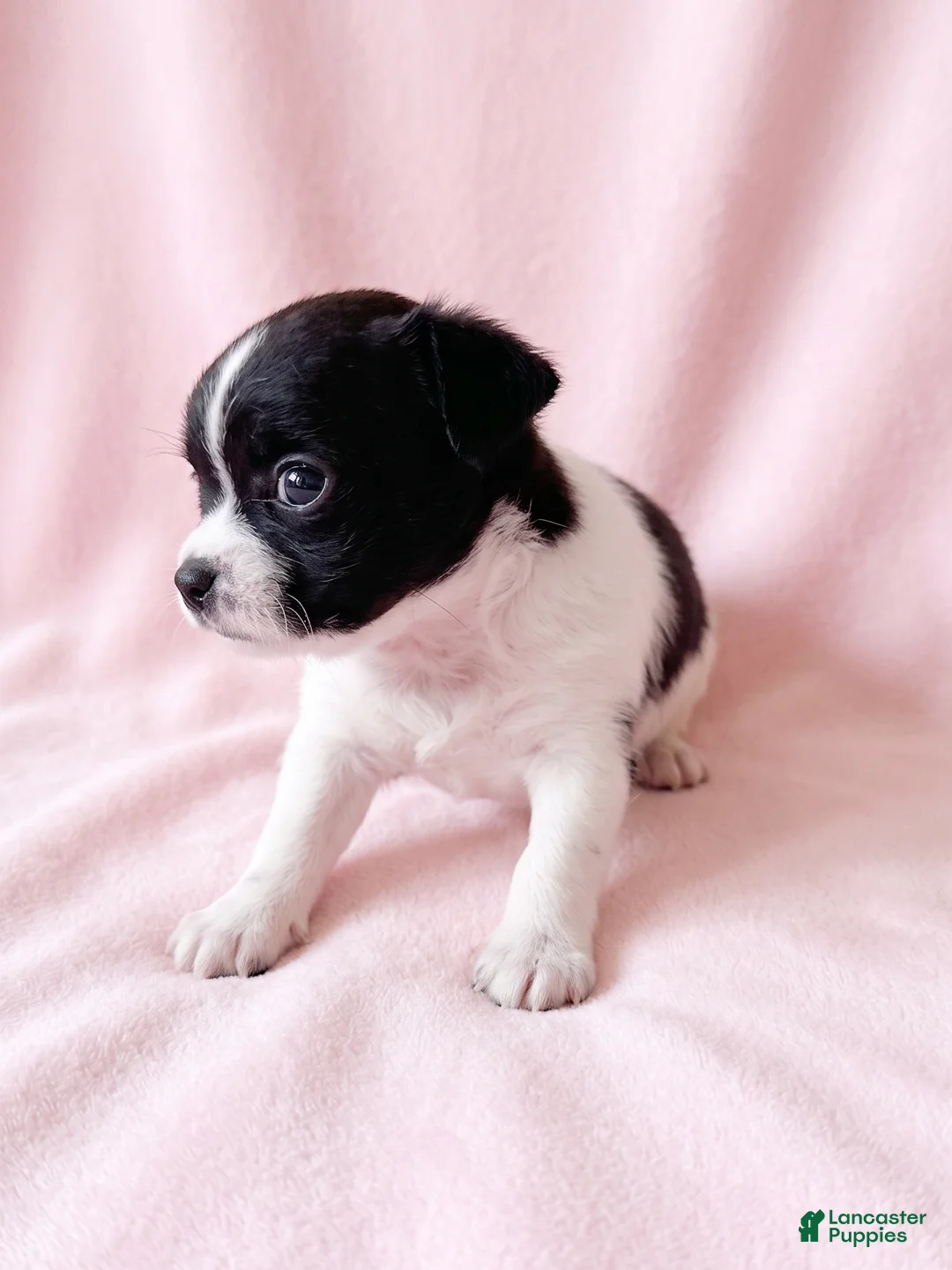 Mixed Breed dogs for sale: Piper - Ad 4
