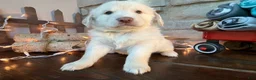 Mixed Breed dogs for sale: Gelato (Boy) - Ad 4