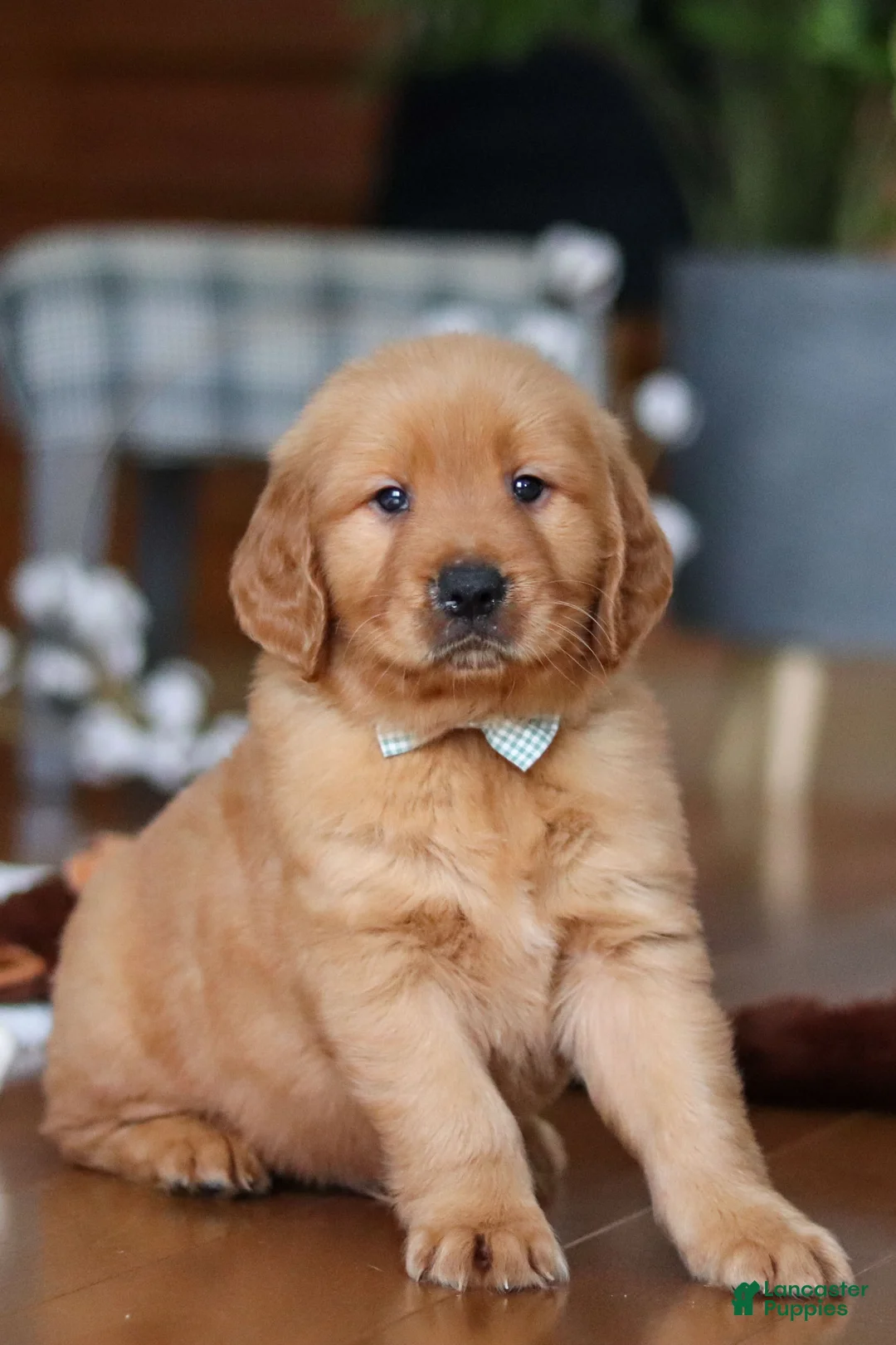 Golden Retriever dogs for sale: King - Ad 6