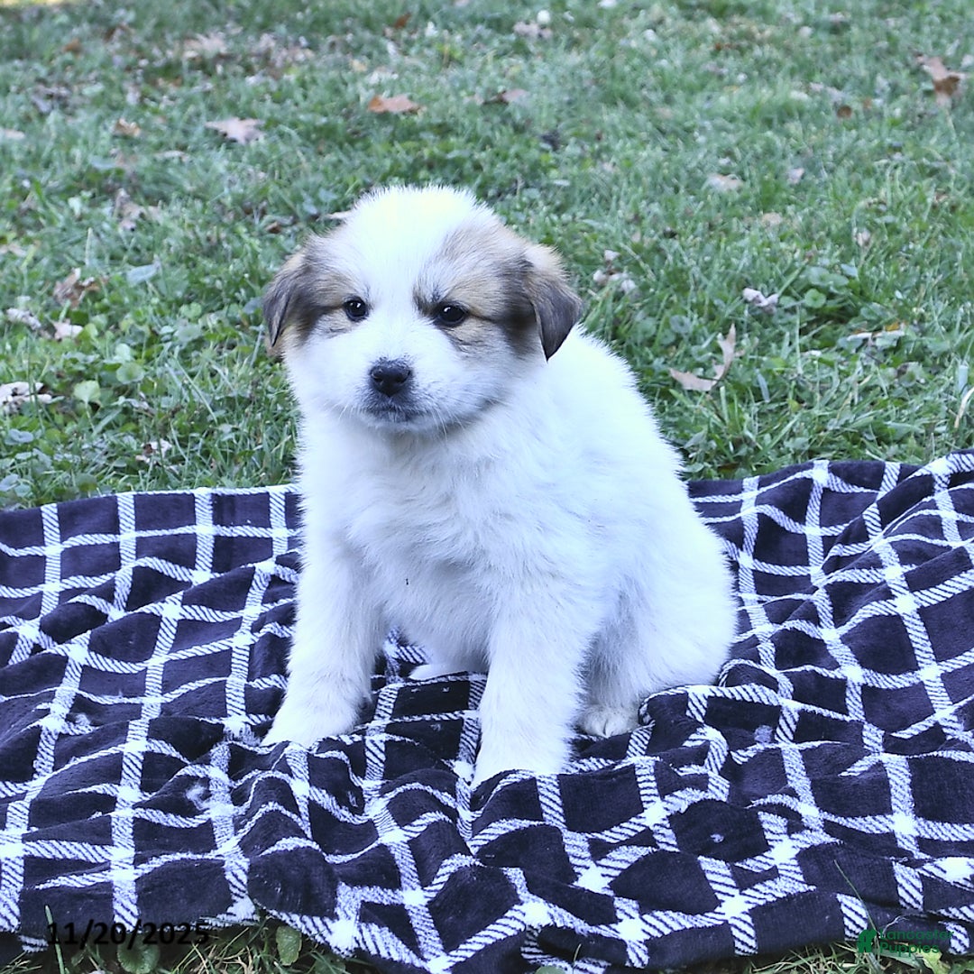 Great Pyrenees dogs for sale: Macy - Ad 9
