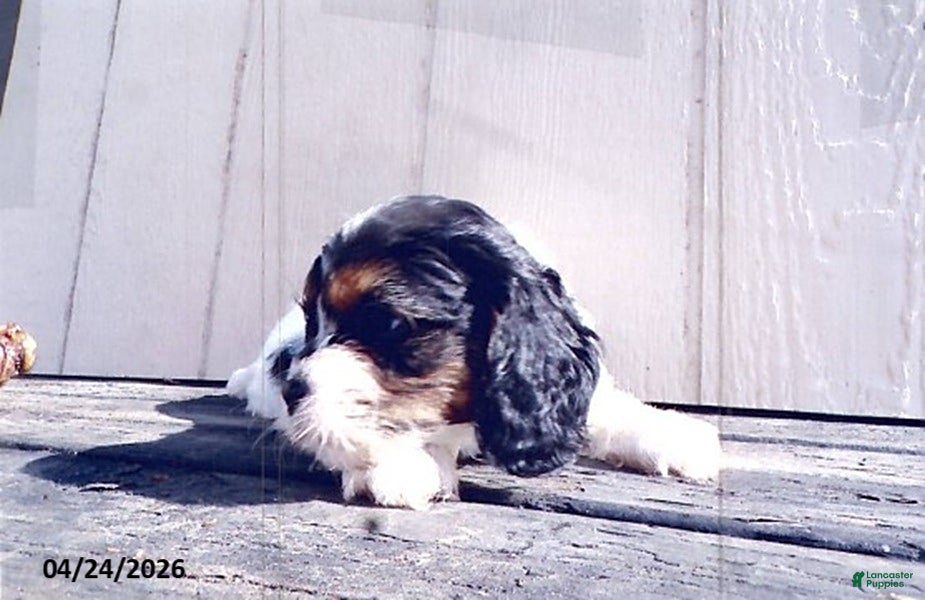 Cavapoo dogs Sunshine - Ad 2