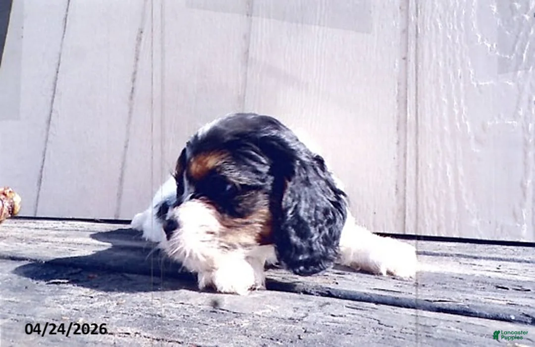 Cavapoo dogs for sale: Sunshine - Ad 2