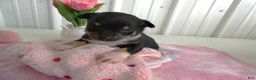 Chihuahua dogs for sale: Chihuahua Puppy 3 Score - Ad 3