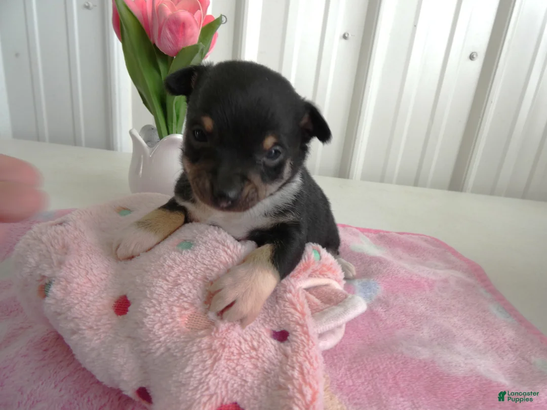 Chihuahua dogs for sale: Chihuahua Puppy 3 Score - Ad 3