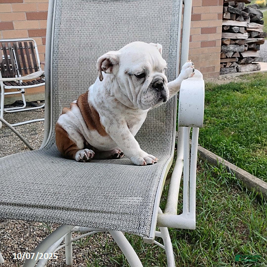 English Bulldog dogs for sale: Renita - Ad 17