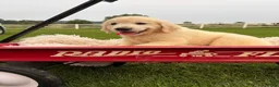 Golden Retriever dogs for sale: Gabby - Ad 4