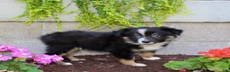 Australian Shepherd dogs for sale: Tucker - Ad 3