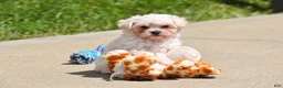 Maltipoo dogs for sale: Ace - Ad 10