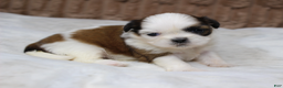 Shih Tzu dogs for sale: Sophie - Ad 1