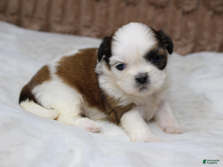 Shih Tzu dogs Sophie - Ad 31