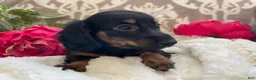 Miniature Dachshund dogs for sale: Callie - Ad 13