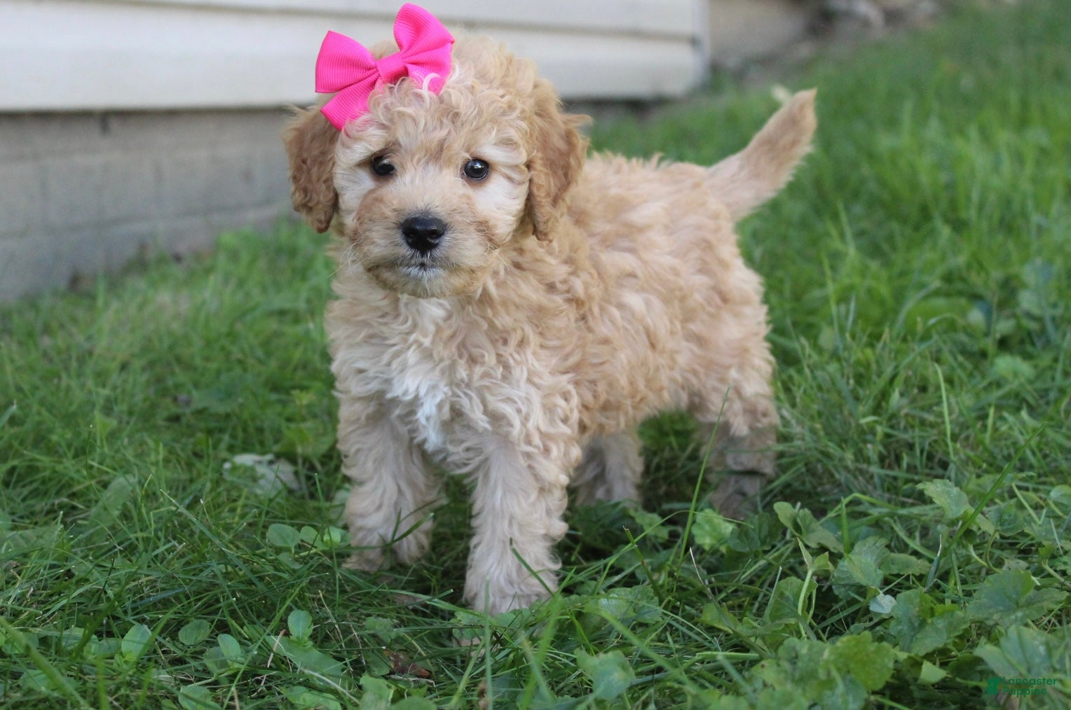 Mini Goldendoodle dogs Marla 🎀 - Ad 2