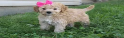 Mini Goldendoodle dogs for sale: Marla 🎀 - Ad 2