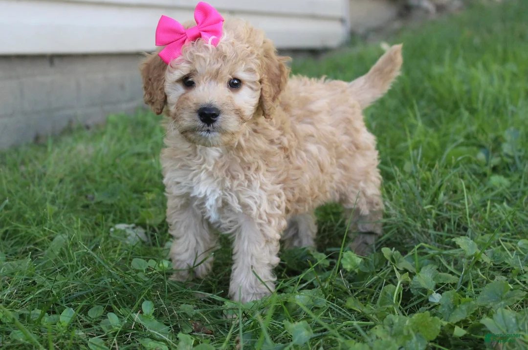 Mini Goldendoodle dogs for sale: Marla 🎀 - Ad 2