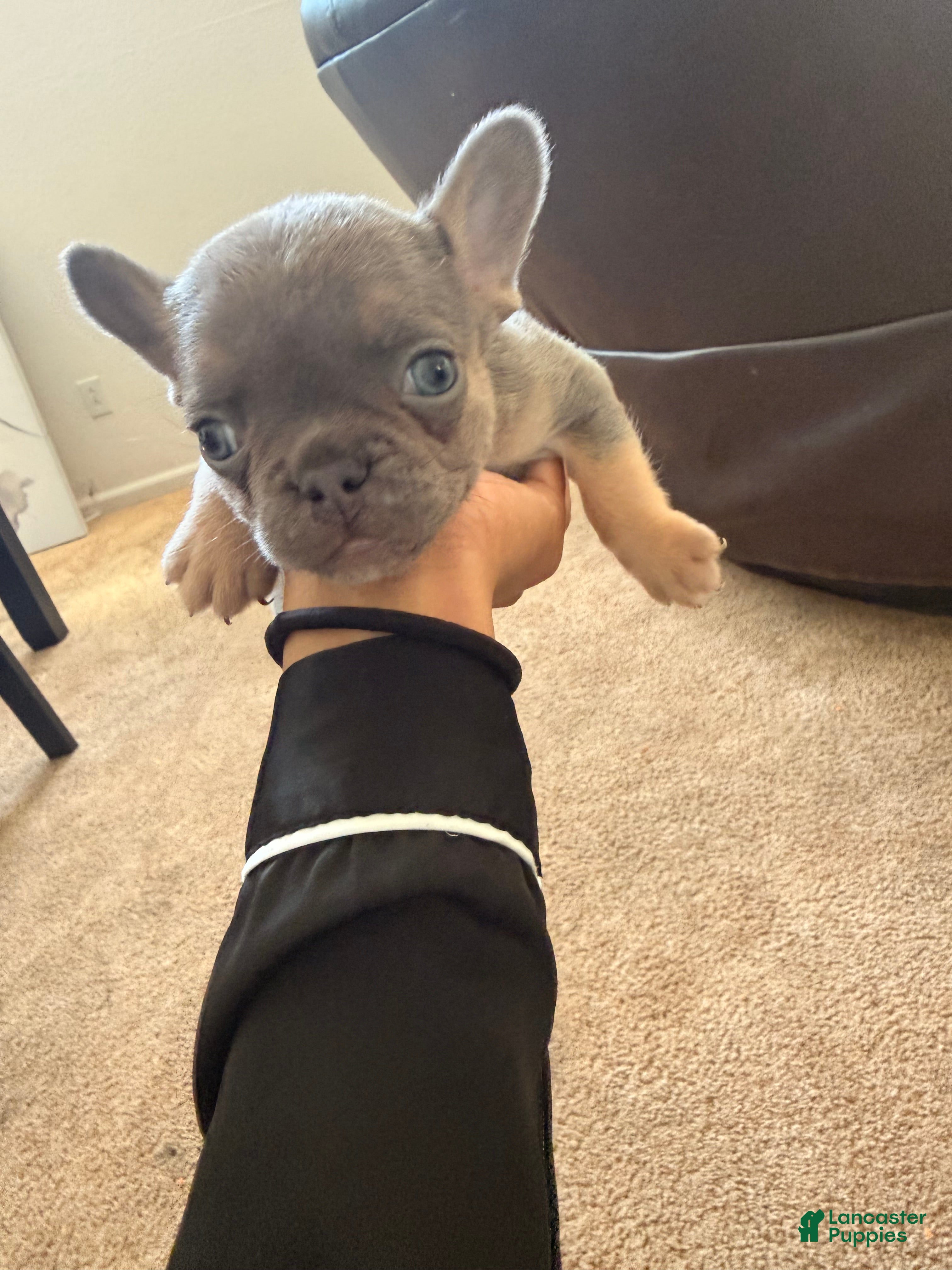 French Bulldog dogs French Bulldog 1 - Ad 13