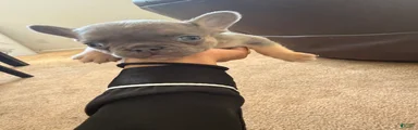 French Bulldog 1