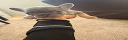 French Bulldog dogs for sale: French Bulldog 1 - Ad 1