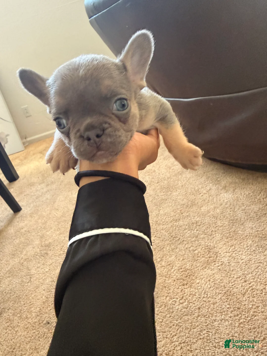 French Bulldog dogs for sale: French Bulldog 1 - Ad 1