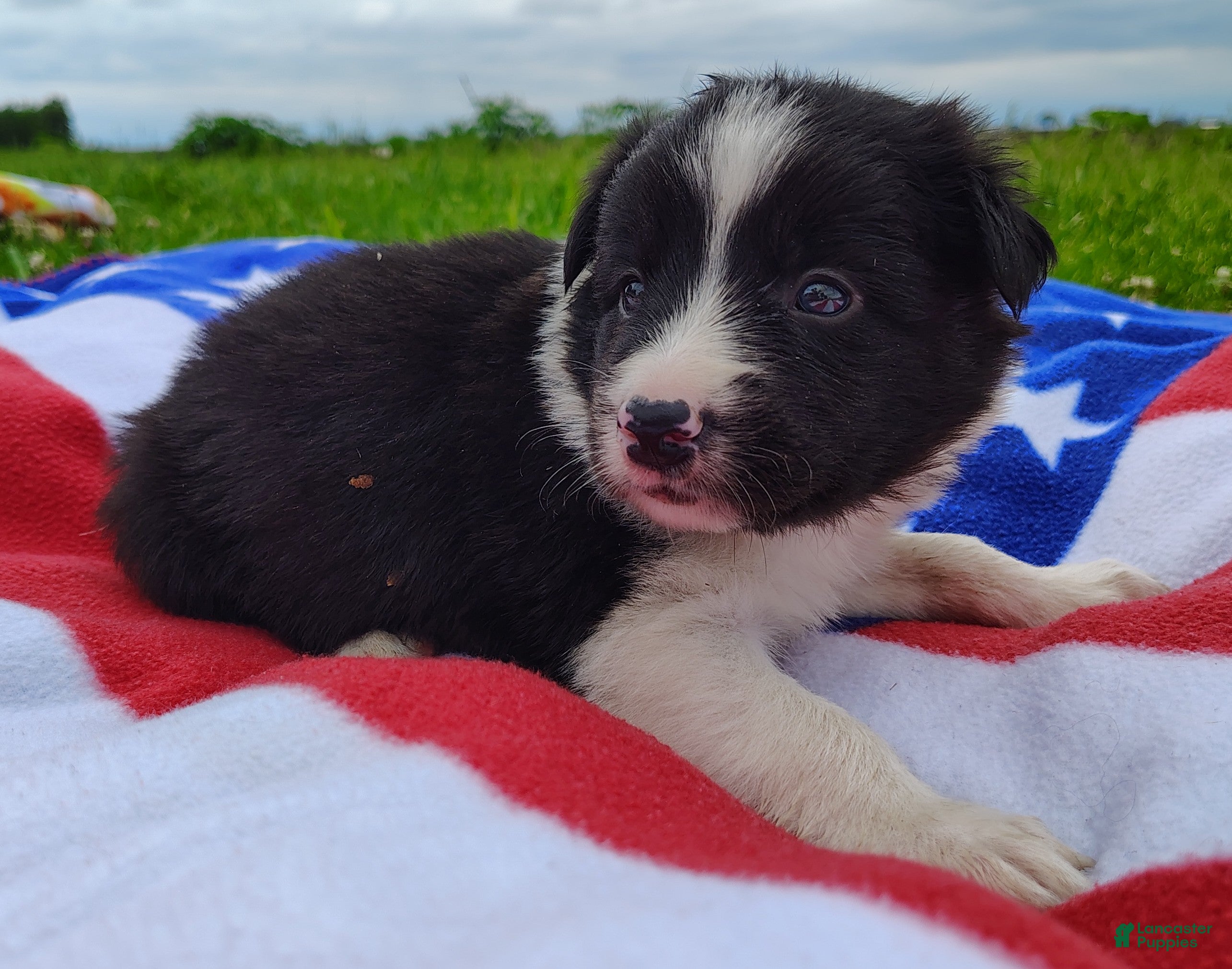 Border Collie dogs Finnley  - Ad 2