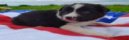 Border Collie dogs for sale: Finnley  - Ad 8