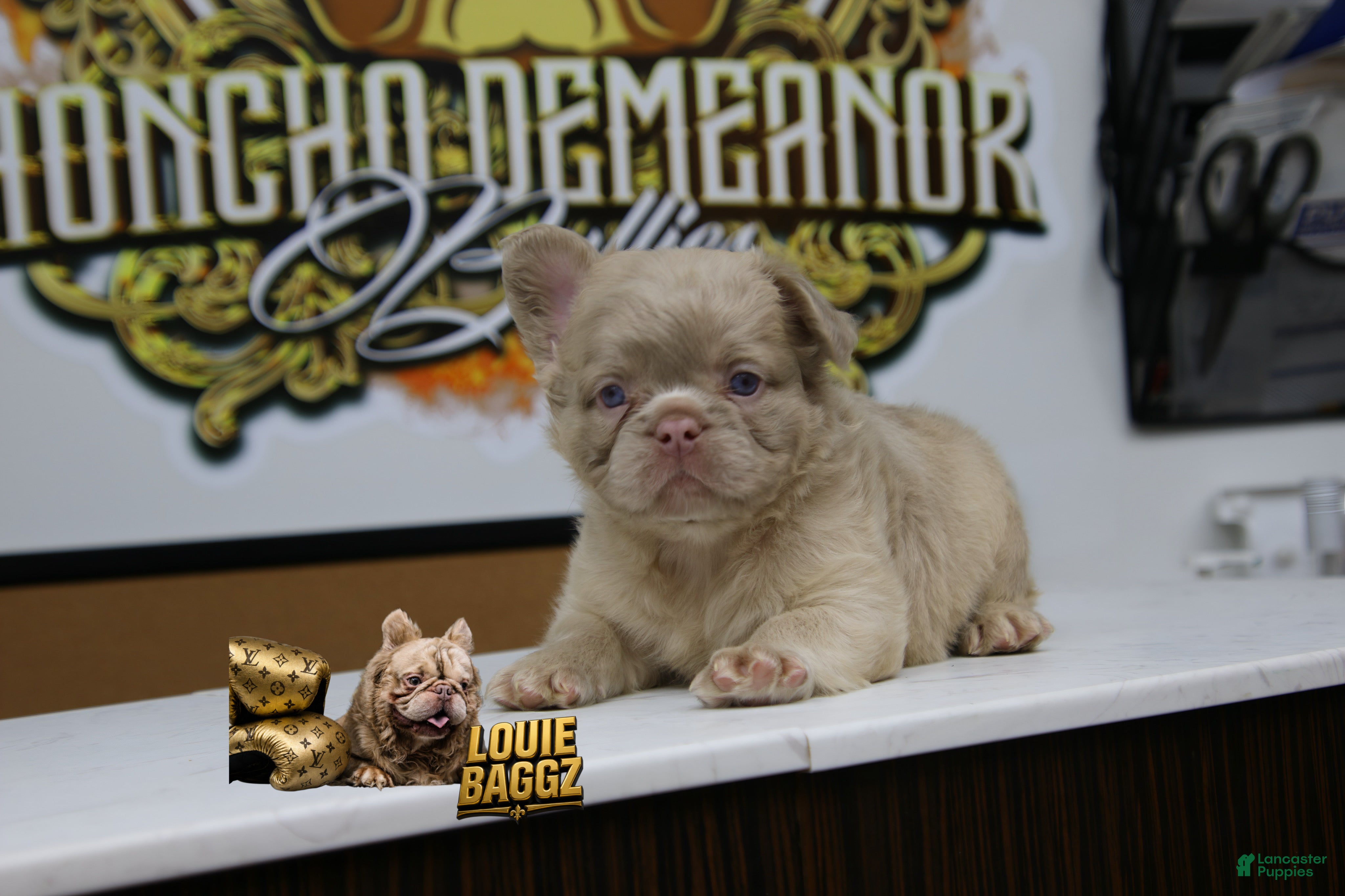 French Bulldog dogs French Bulldog 2 - Ad 12