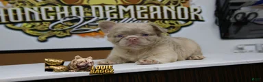 French Bulldog 2
