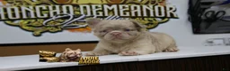 French Bulldog dogs for sale: French Bulldog 2 - Ad 1