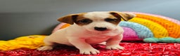 Jack Russell Terrier dogs for sale: Snoop  - Ad 3