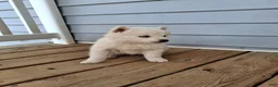 Pomsky dogs for sale: Darci - Ad 6