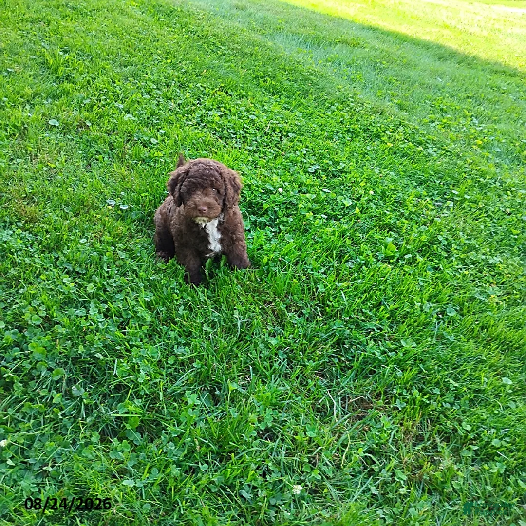 Mini Goldendoodle dogs for sale: Raggedy Ann - Ad 2