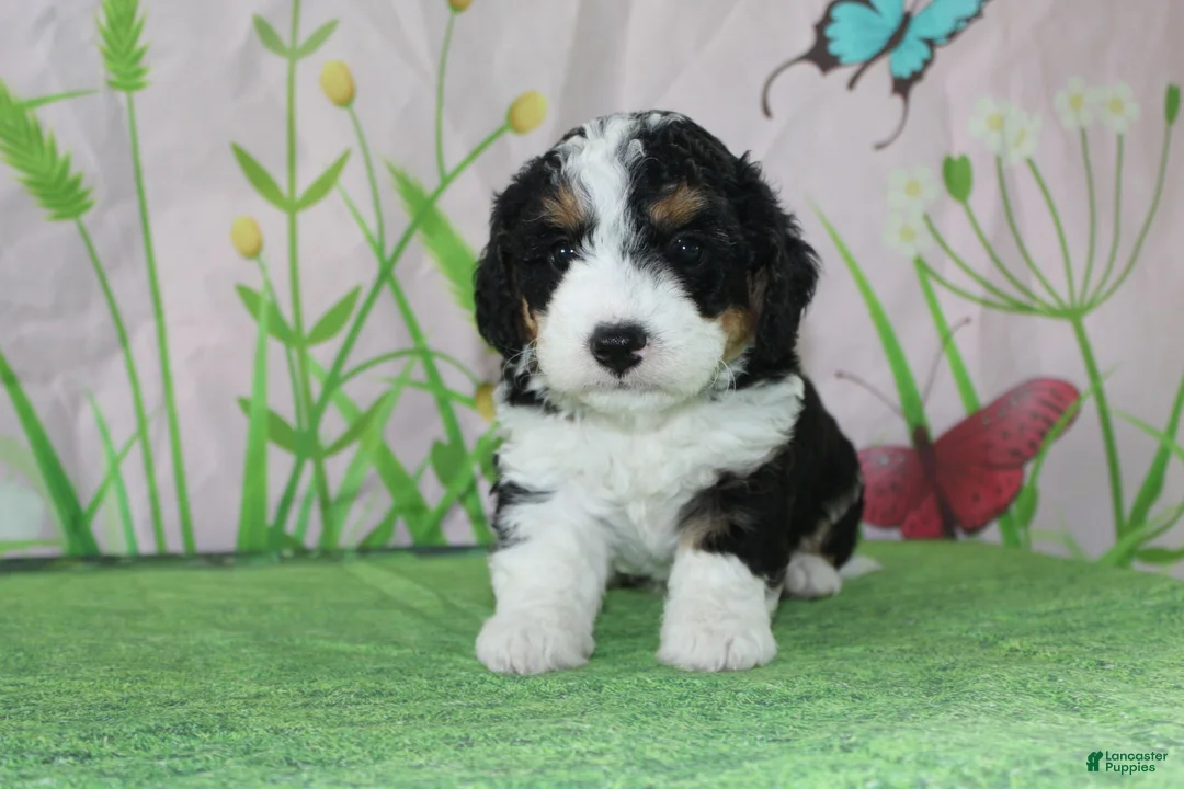 Mini Bernedoodle dogs for sale: Marshall - Ad 8