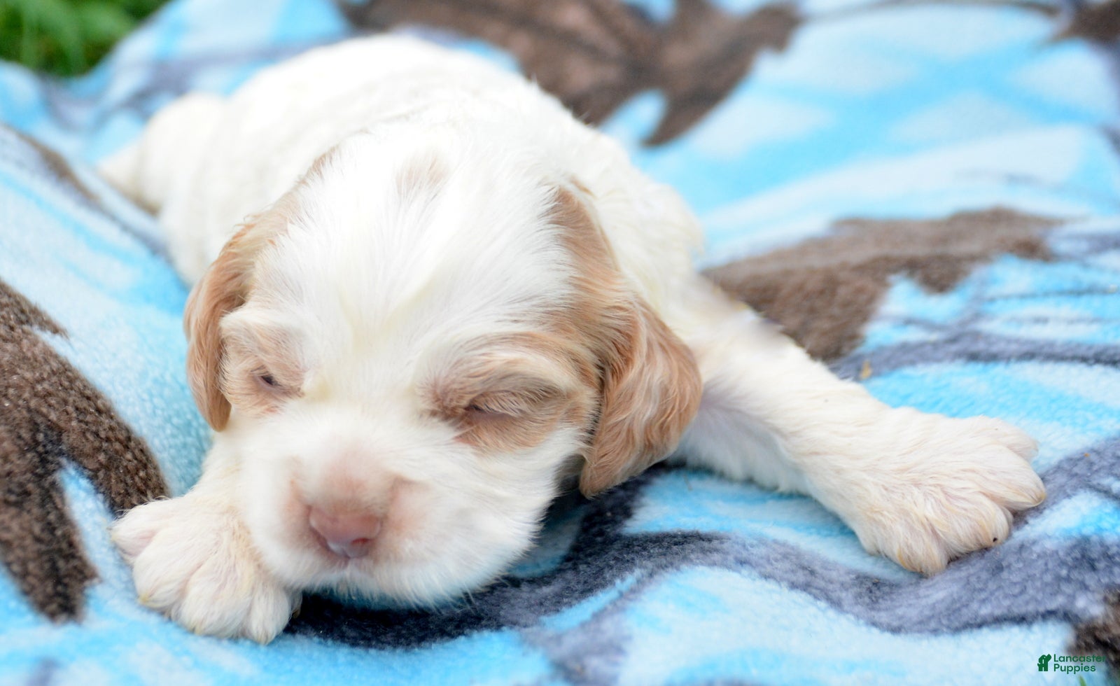 Cockapoo dogs Cockapoo Carla - Ad 19