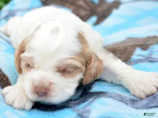 Cockapoo dogs Cockapoo Carla - Ad 19