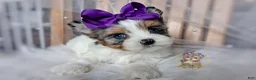 Morkie dogs for sale: Rare Blue Eyed Sina - Ad 2