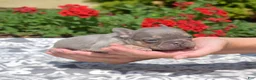 French Bulldog dogs for sale: Bleu - Ad 3