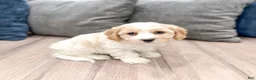 Cavachon dogs for sale: Thor - Ad 3