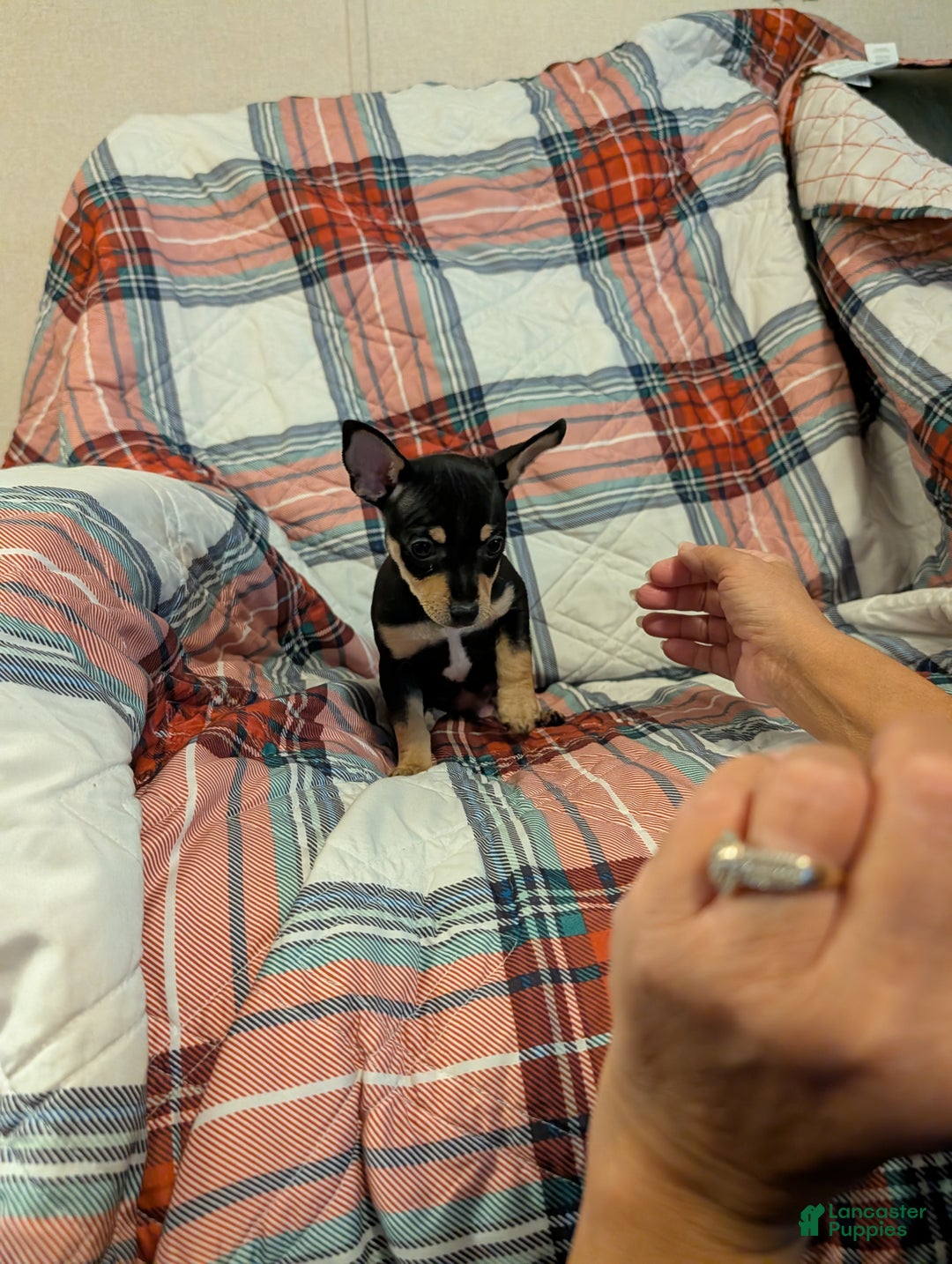 Mixed Breed dogs for sale: Chandler  - Ad 5