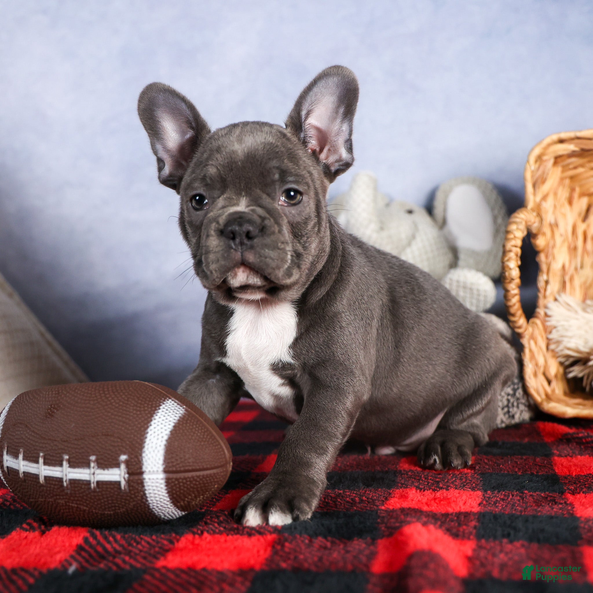 Frenchton dogs NOAH - Ad 6