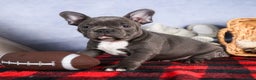 Frenchton dogs for sale: NOAH - Ad 1