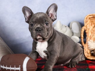 Frenchton dogs NOAH - Ad 9