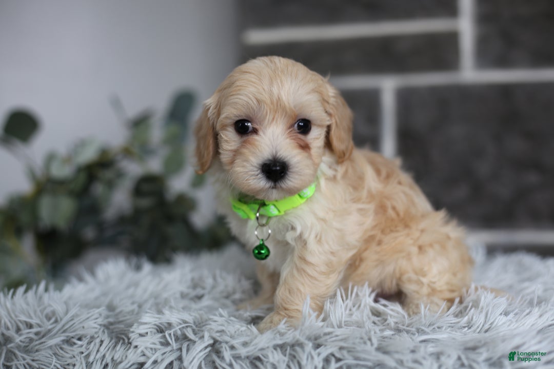 Maltipoo dogs for sale: Sawyer - Ad 12