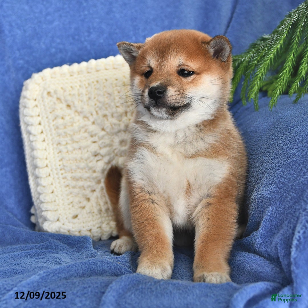 Shiba Inu dogs for sale: Peter - Ad 1