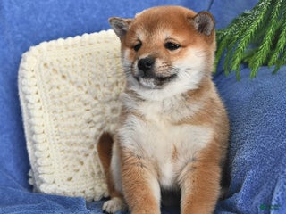Shiba Inu dogs Peter - Ad 25