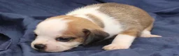 Puggle dogs for sale: Chewy - Ad 41