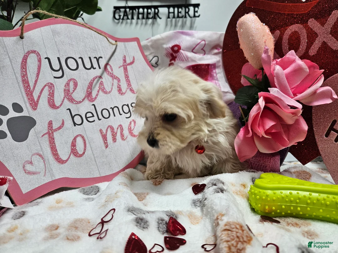 Maltipoo dogs for sale: Maltipoo Roley - Ad 9