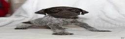 German Shorthaired Pointer dogs for sale: Blue Collar aka Leonard - Ad 3