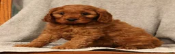 Cavapoo dogs for sale: Bruce - Ad 8