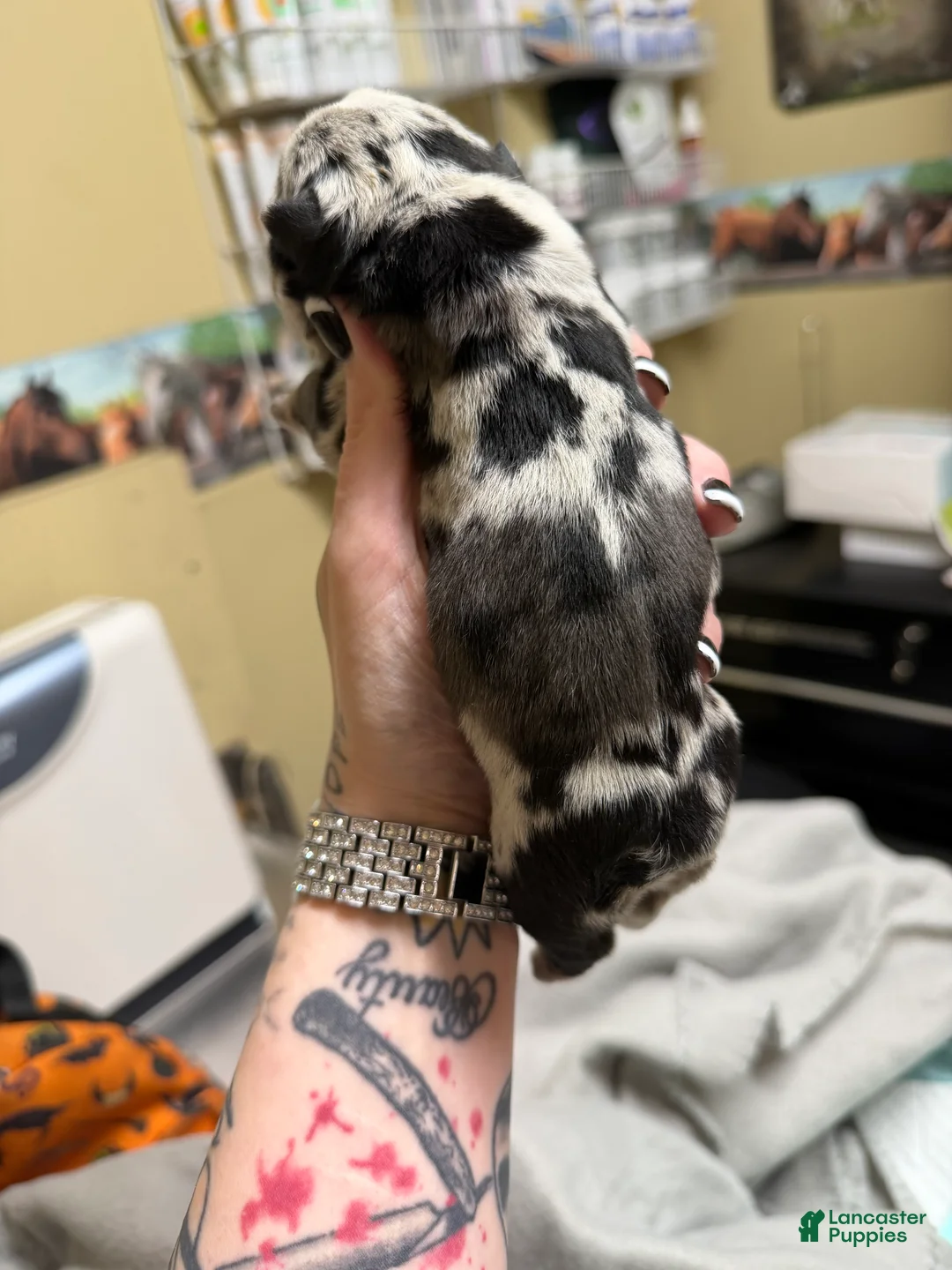 English Bulldog dogs for sale: Black tri Merle male  - Ad 2