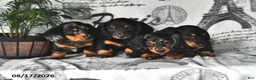 Miniature Dachshund dogs for sale: Dusty - Ad 5