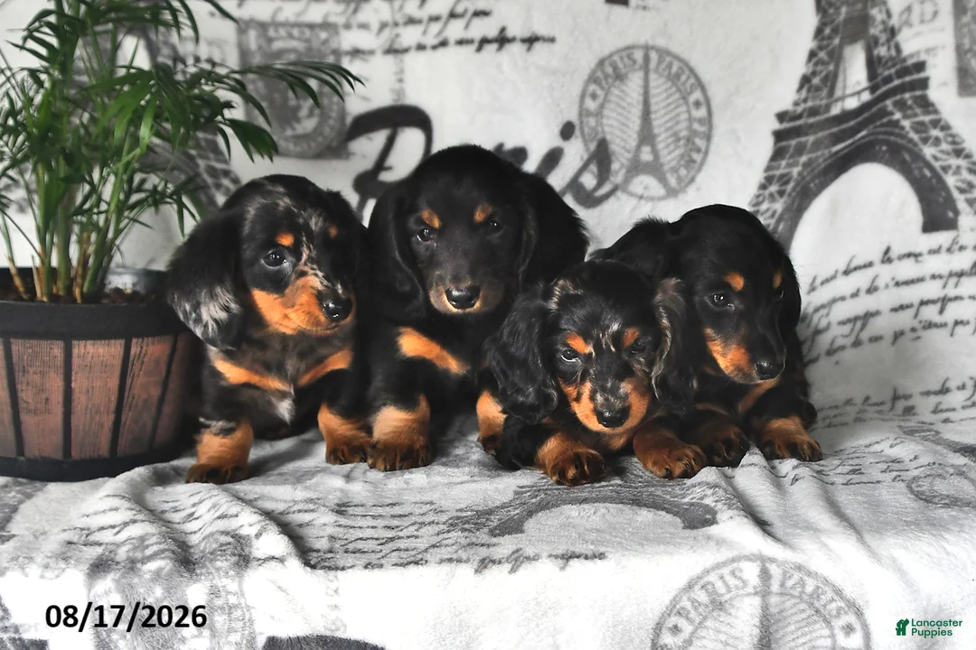 Miniature Dachshund dogs for sale: Dusty - Ad 5